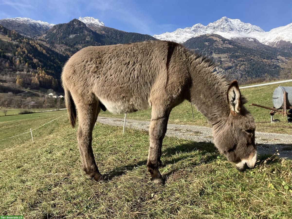Esel Hengstfohlen zu verkaufen, sehr schön in grau