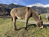 Esel Hengstfohlen zu verkaufen, sehr schön in grau