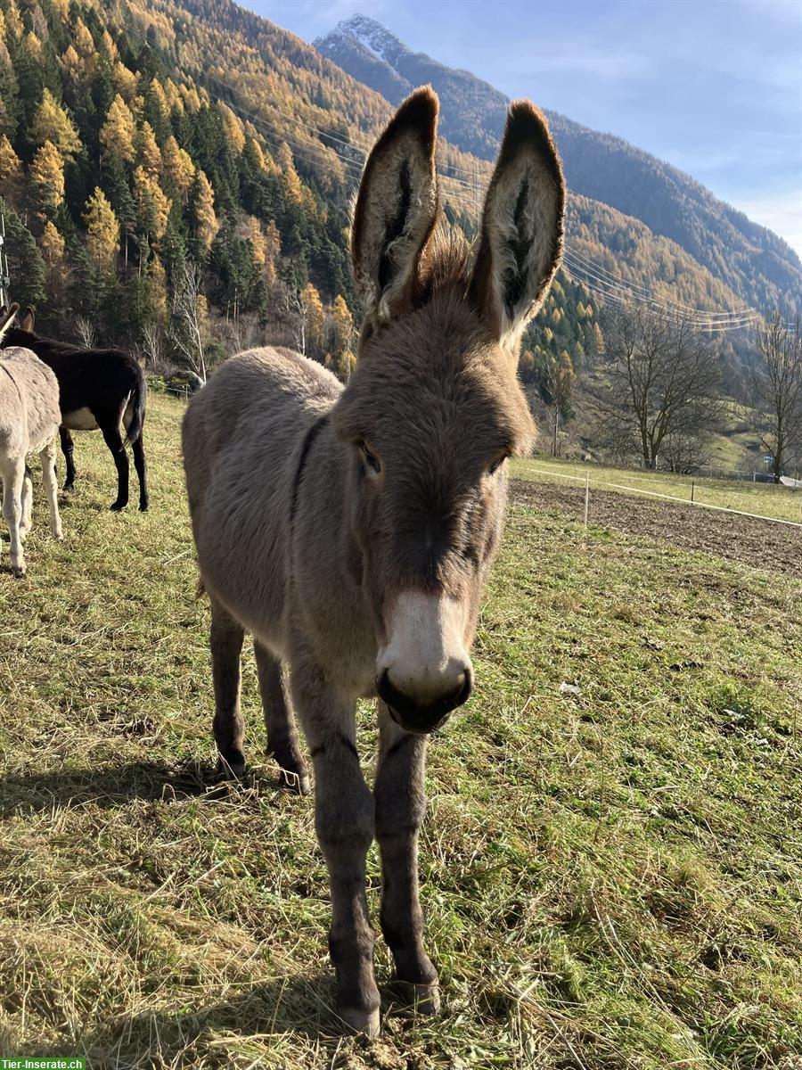 Bild 2: Esel Hengstfohlen zu verkaufen, sehr schön in grau