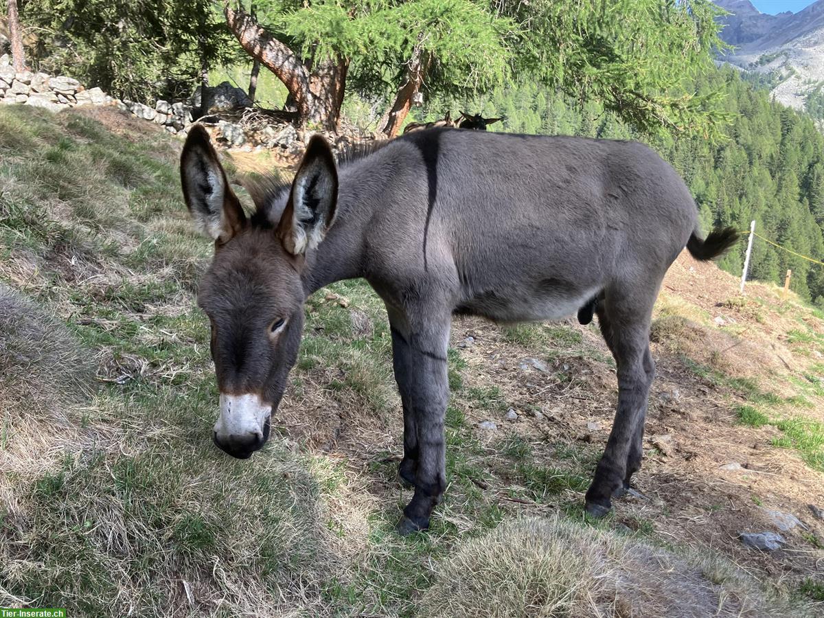 Bild 3: Esel Hengstfohlen zu verkaufen, sehr schön in grau