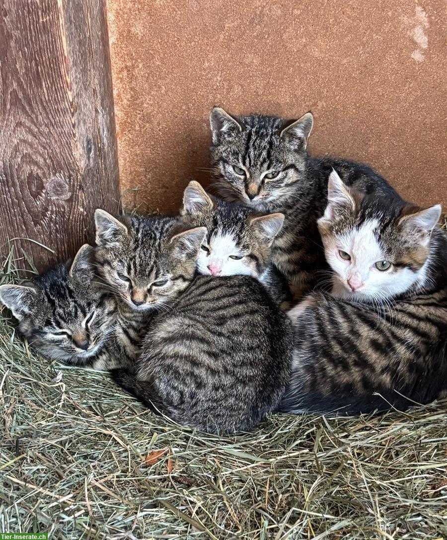 Junge Bauernhof Kätzchen suchen Freigang-Zuhause