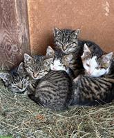 Junge Bauernhof Kätzchen suchen Freigang-Zuhause