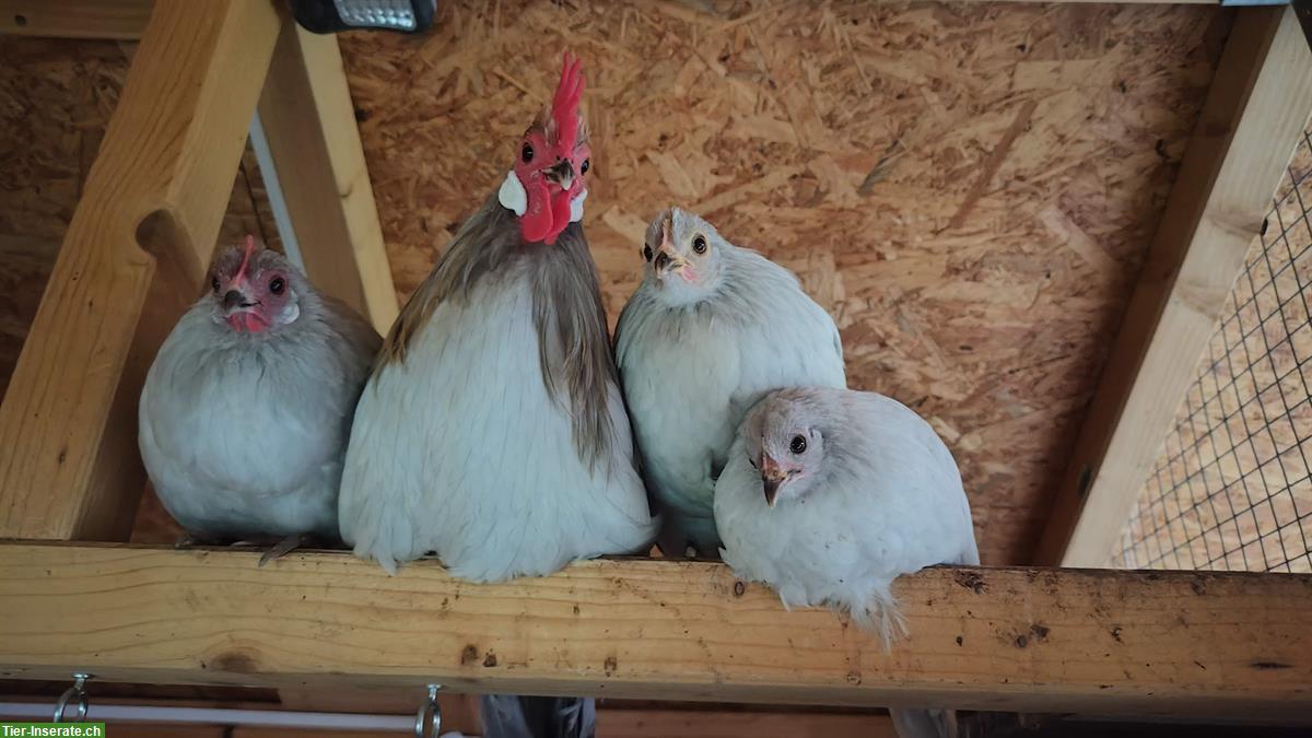 Bild 2: Deutsches Zwerghuhn, lieber Hahn sucht neue Gruppe