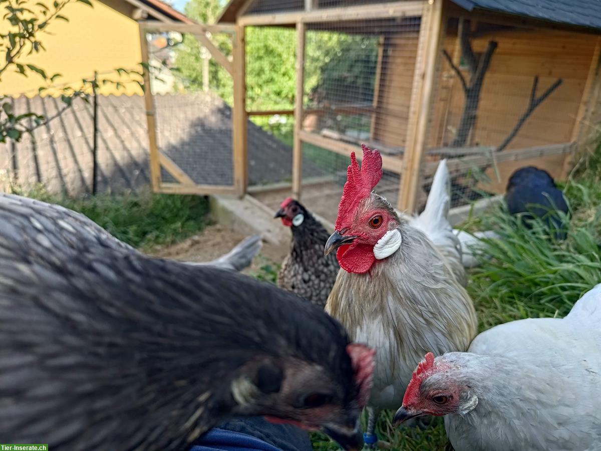 Bild 3: Deutsches Zwerghuhn, lieber Hahn sucht neue Gruppe