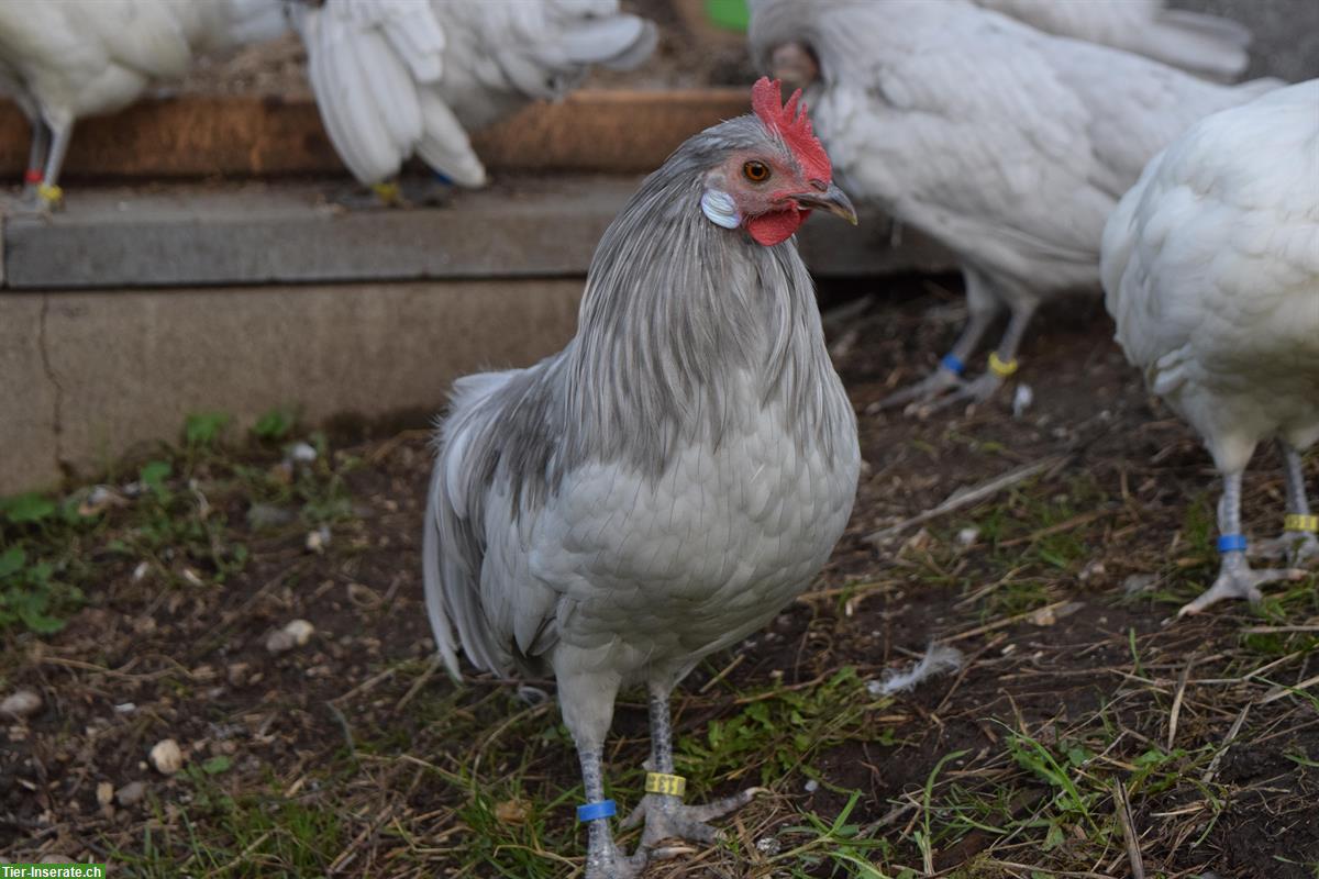 Bild 4: Deutsches Zwerghuhn, lieber Hahn sucht neue Gruppe