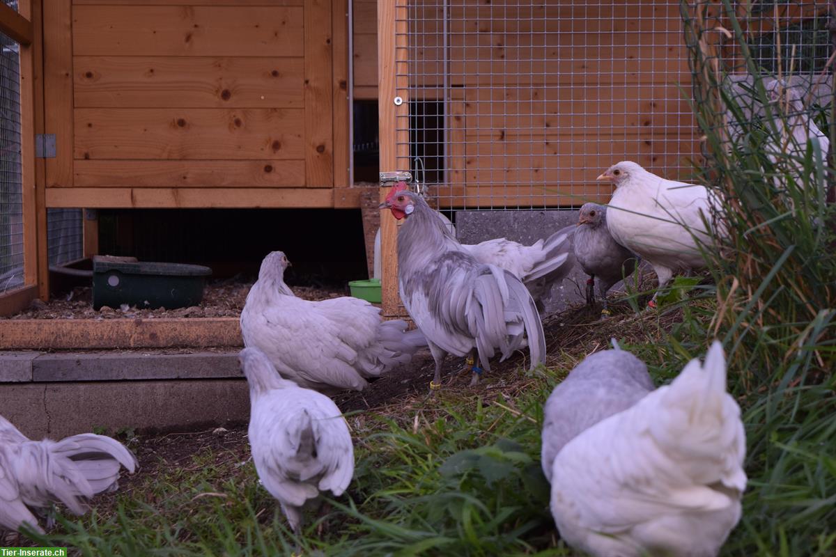 Bild 5: Deutsches Zwerghuhn, lieber Hahn sucht neue Gruppe