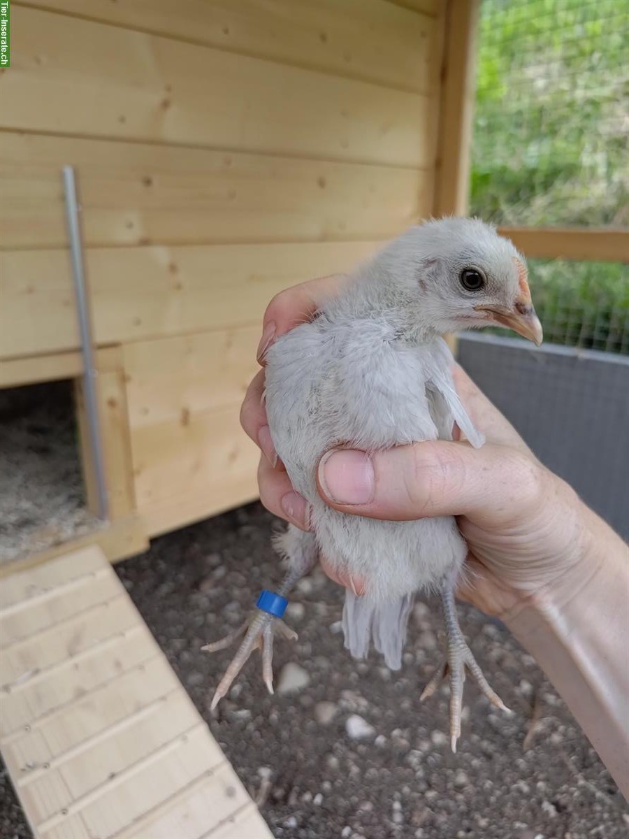 Bild 6: Deutsches Zwerghuhn, lieber Hahn sucht neue Gruppe