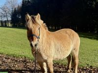 15-jährige Fjord Stute, tragend auf Frühling