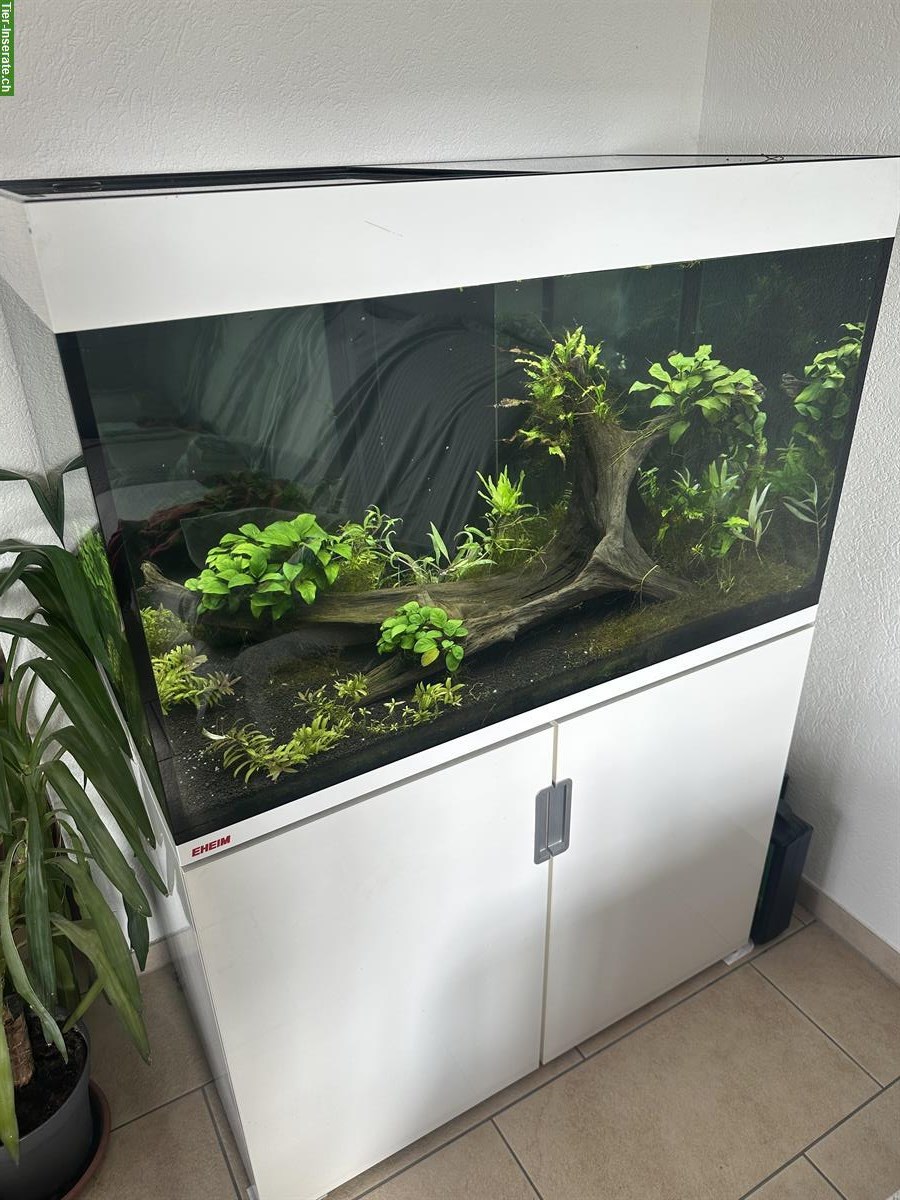 Aquarium EHEIM Incpiria 300 LED + CO₂ + Osmose + Eheim 4+T + 3× LED