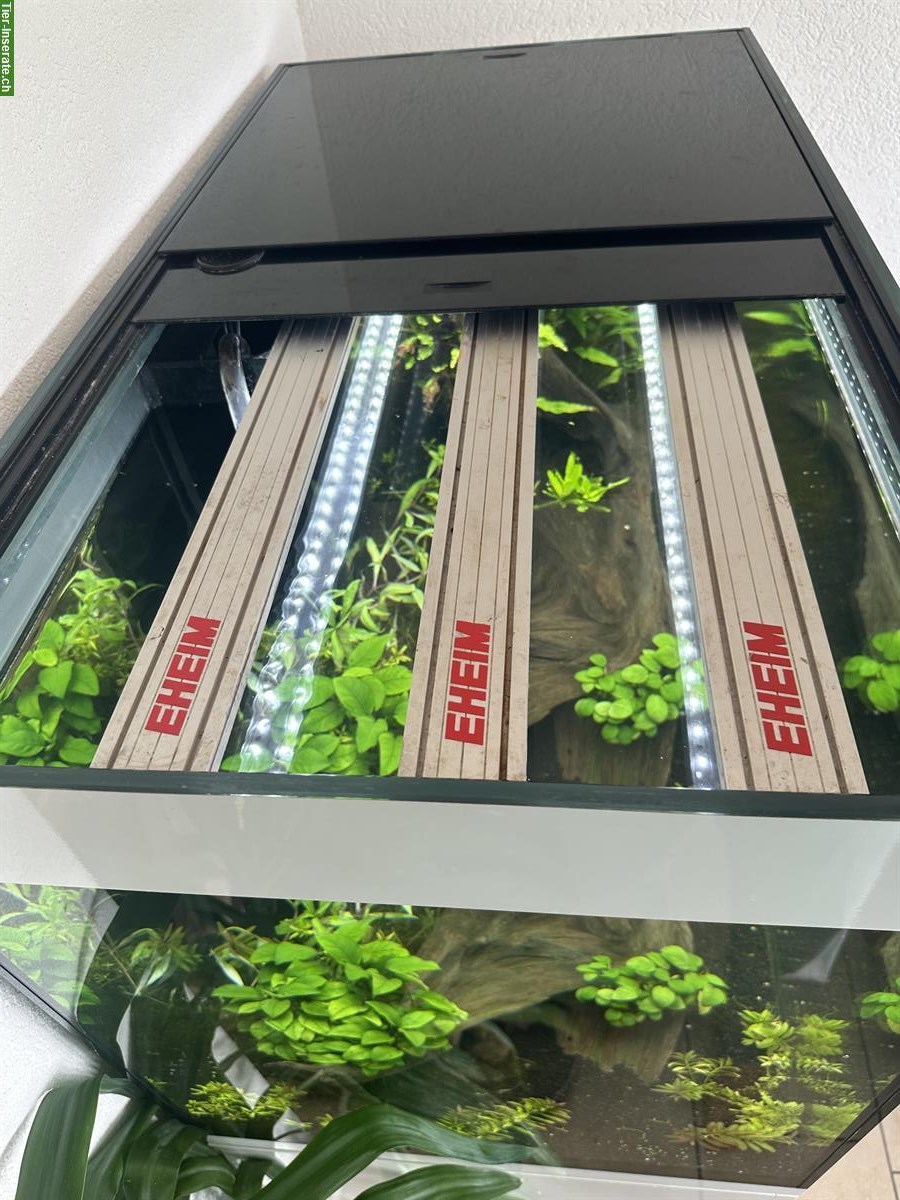 Bild 2: Aquarium EHEIM Incpiria 300 LED + CO₂ + Osmose + Eheim 4+T + 3× LED