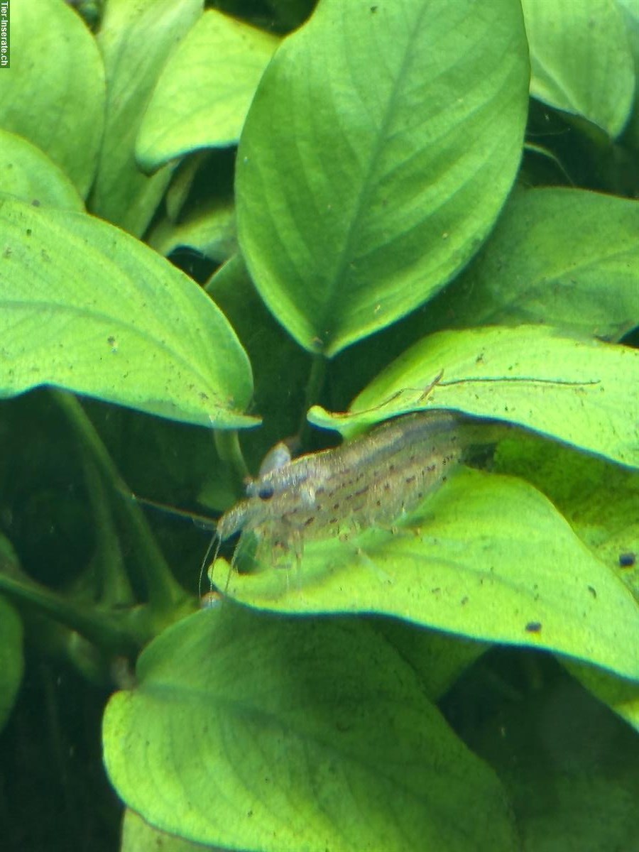 Bild 3: Aquarium EHEIM Incpiria 300 LED + CO₂ + Osmose + Eheim 4+T + 3× LED