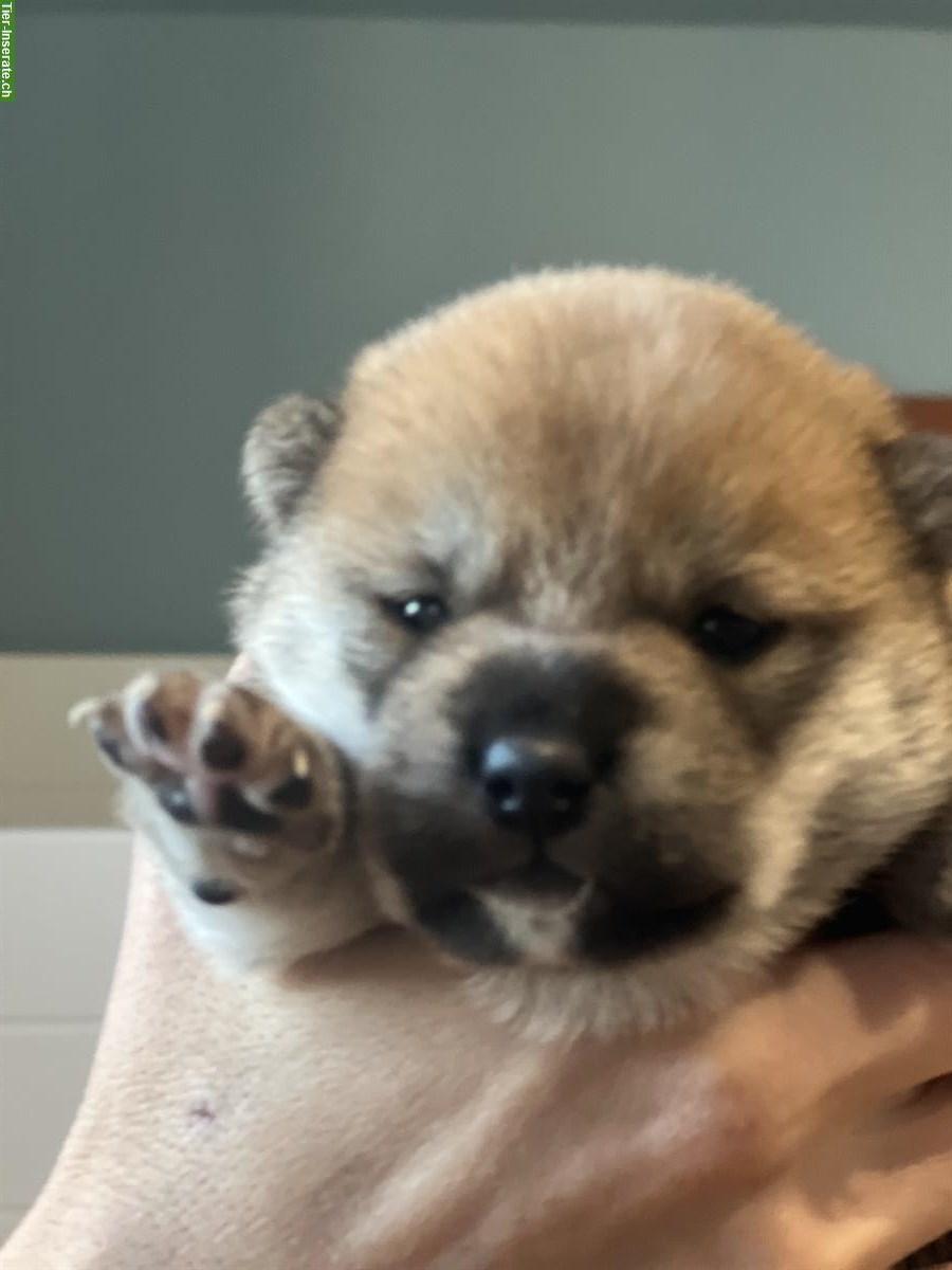 Shiba Inu Welpen Rüde und Hündin mit Ahnentafel