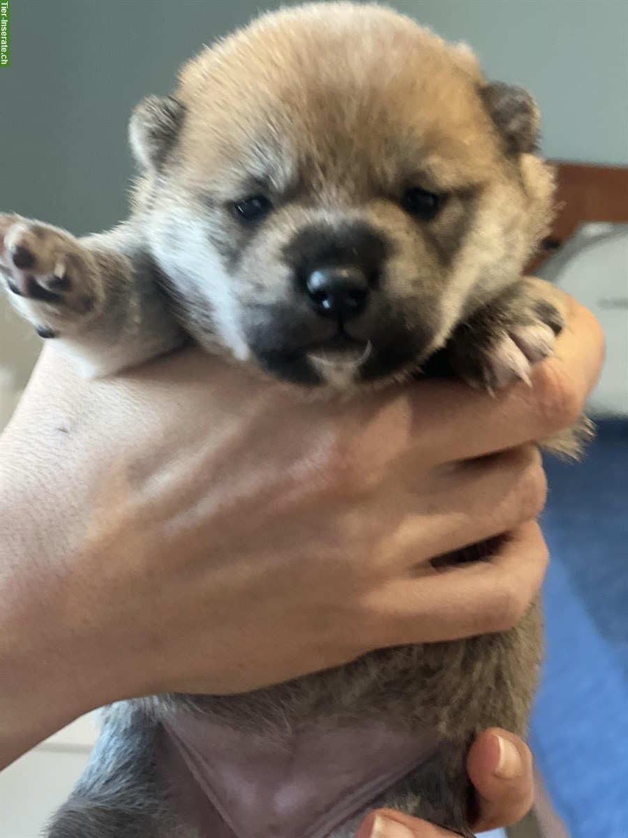 Bild 2: Shiba Inu Welpen Rüde und Hündin mit Ahnentafel