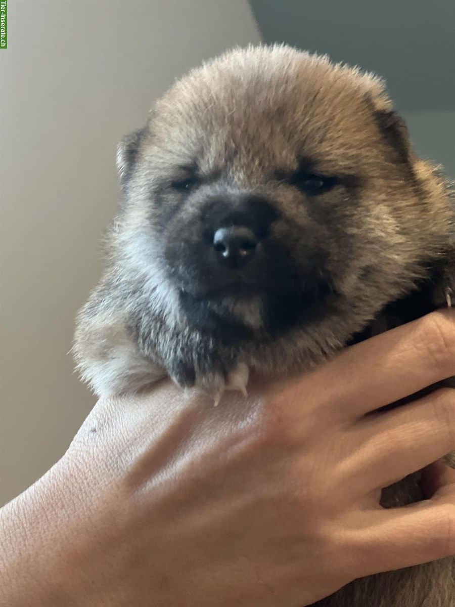 Bild 3: Shiba Inu Welpen Rüde und Hündin mit Ahnentafel