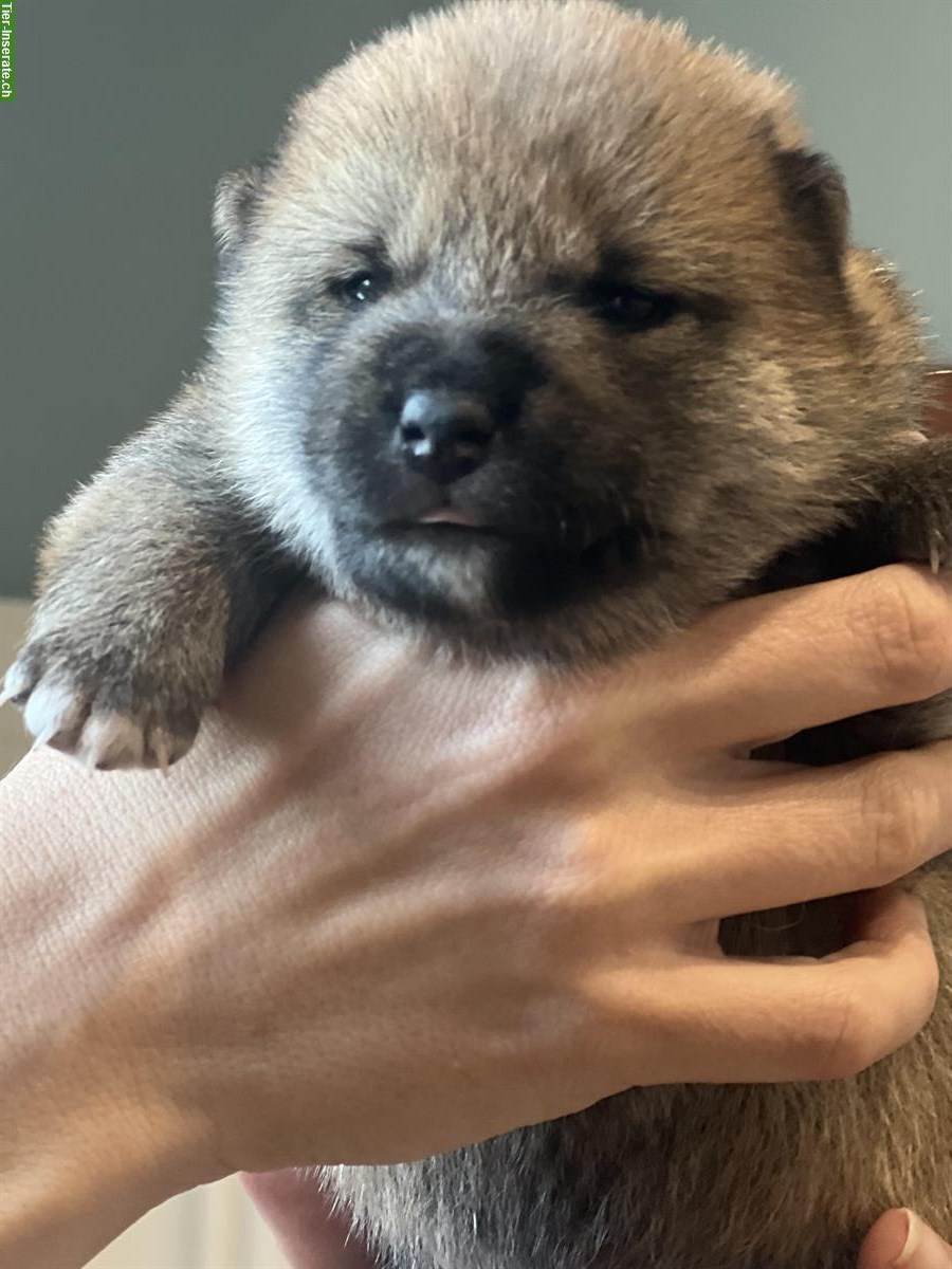 Bild 4: Shiba Inu Welpen Rüde und Hündin mit Ahnentafel