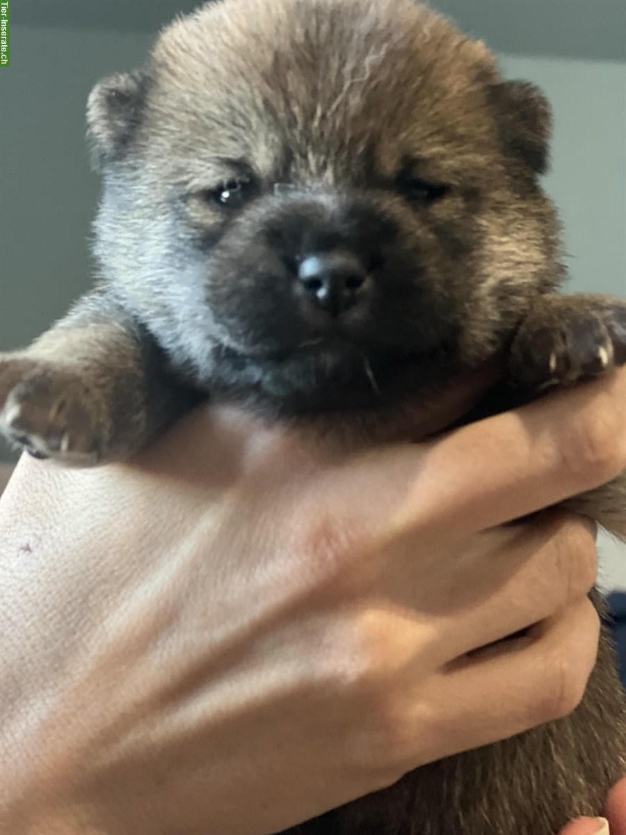 Bild 5: Shiba Inu Welpen Rüde und Hündin mit Ahnentafel