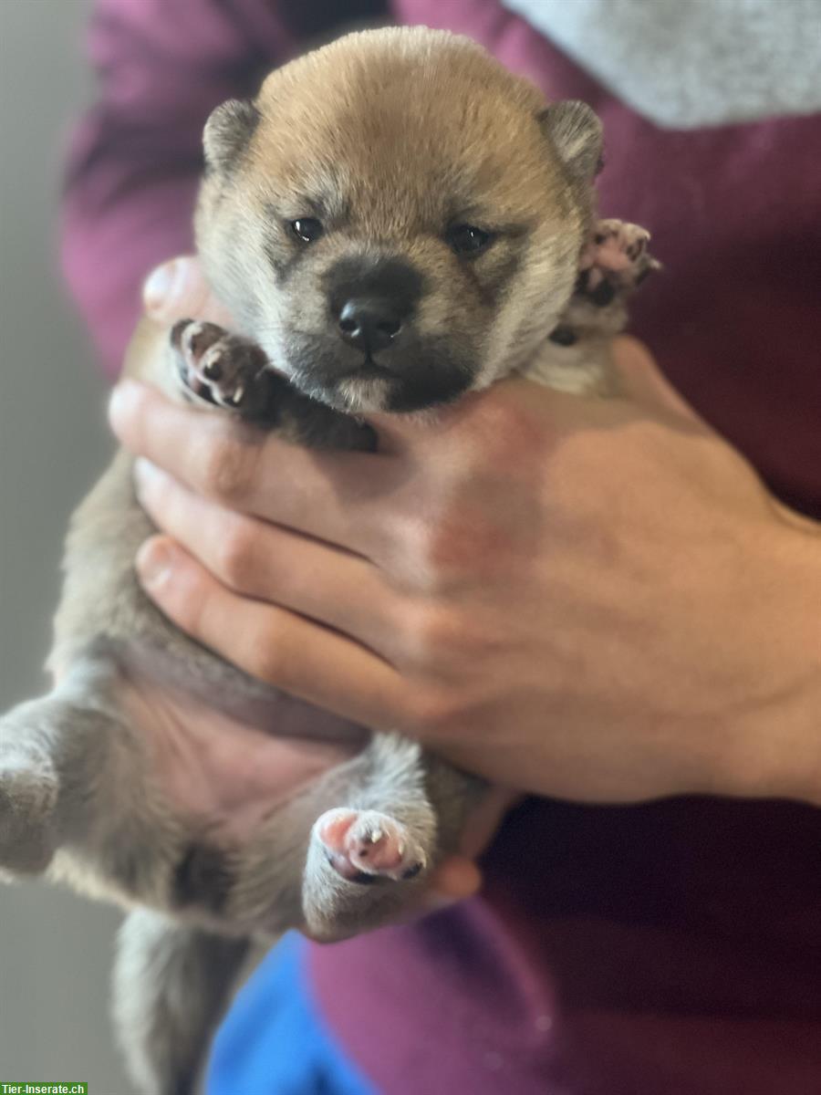 Bild 6: Shiba Inu Welpen Rüde und Hündin mit Ahnentafel