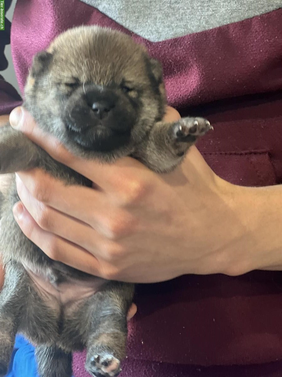 Bild 7: Shiba Inu Welpen Rüde und Hündin mit Ahnentafel