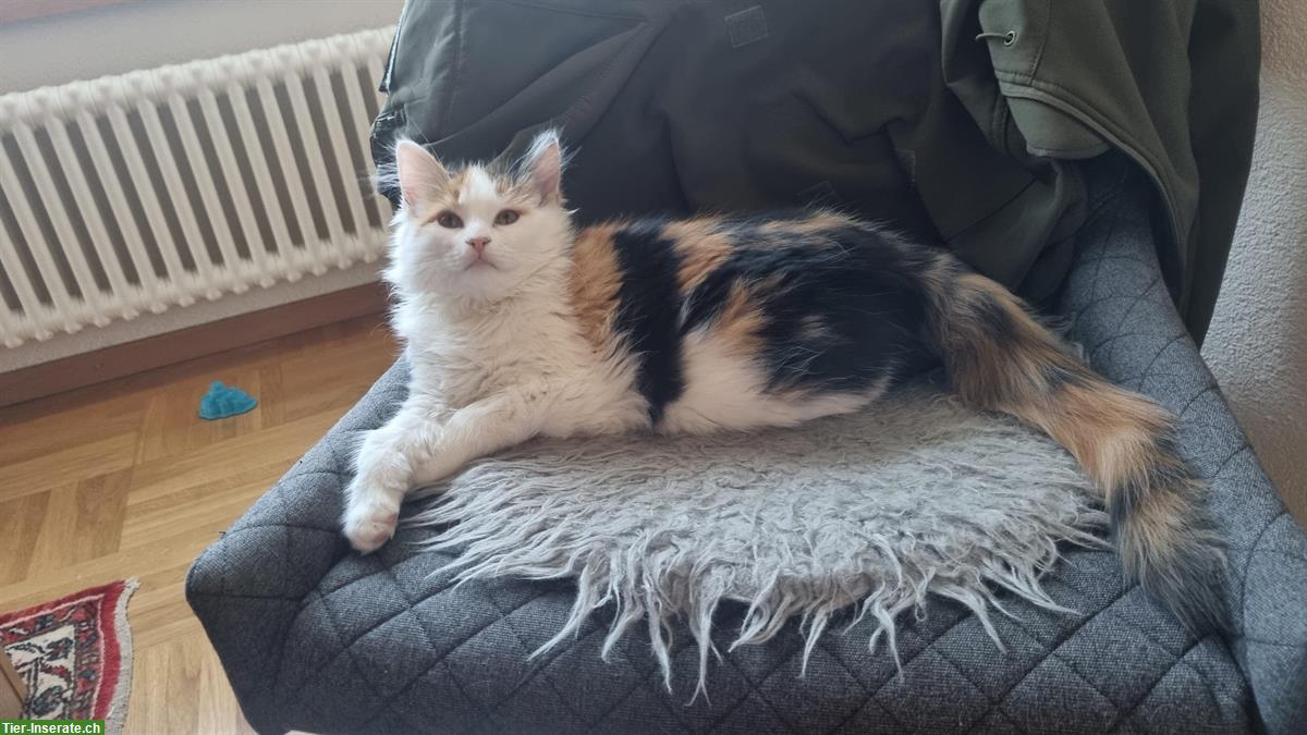 Bild 2: 2 Heilige Birma x Norweger Katzen, männlich + weiblich