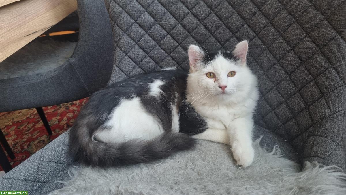 Bild 3: 2 Heilige Birma x Norweger Katzen, männlich + weiblich