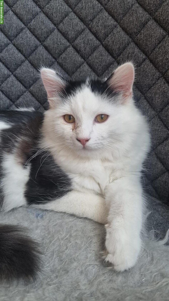 Bild 4: 2 Heilige Birma x Norweger Katzen, männlich + weiblich