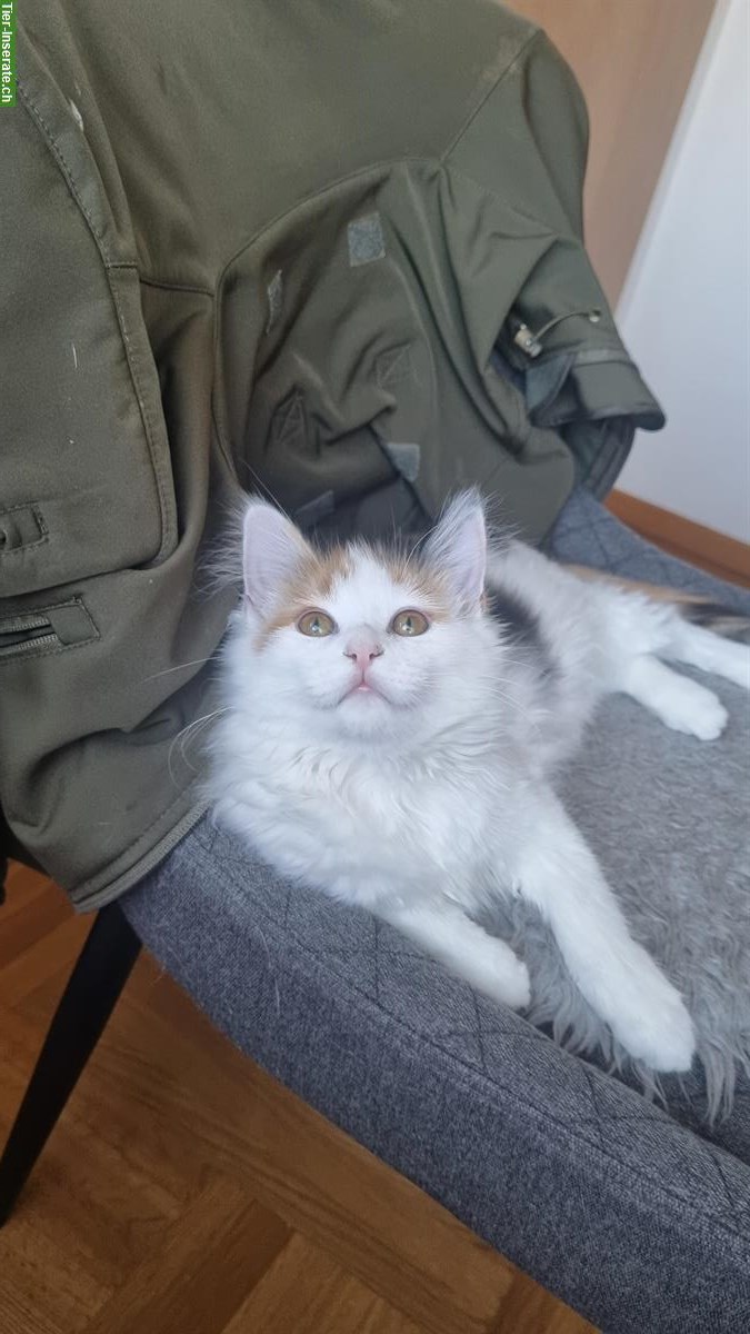 Bild 5: 2 Heilige Birma x Norweger Katzen, männlich + weiblich