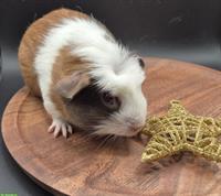 Meerschweinchen Weibchen in slate blue / gold / weiss