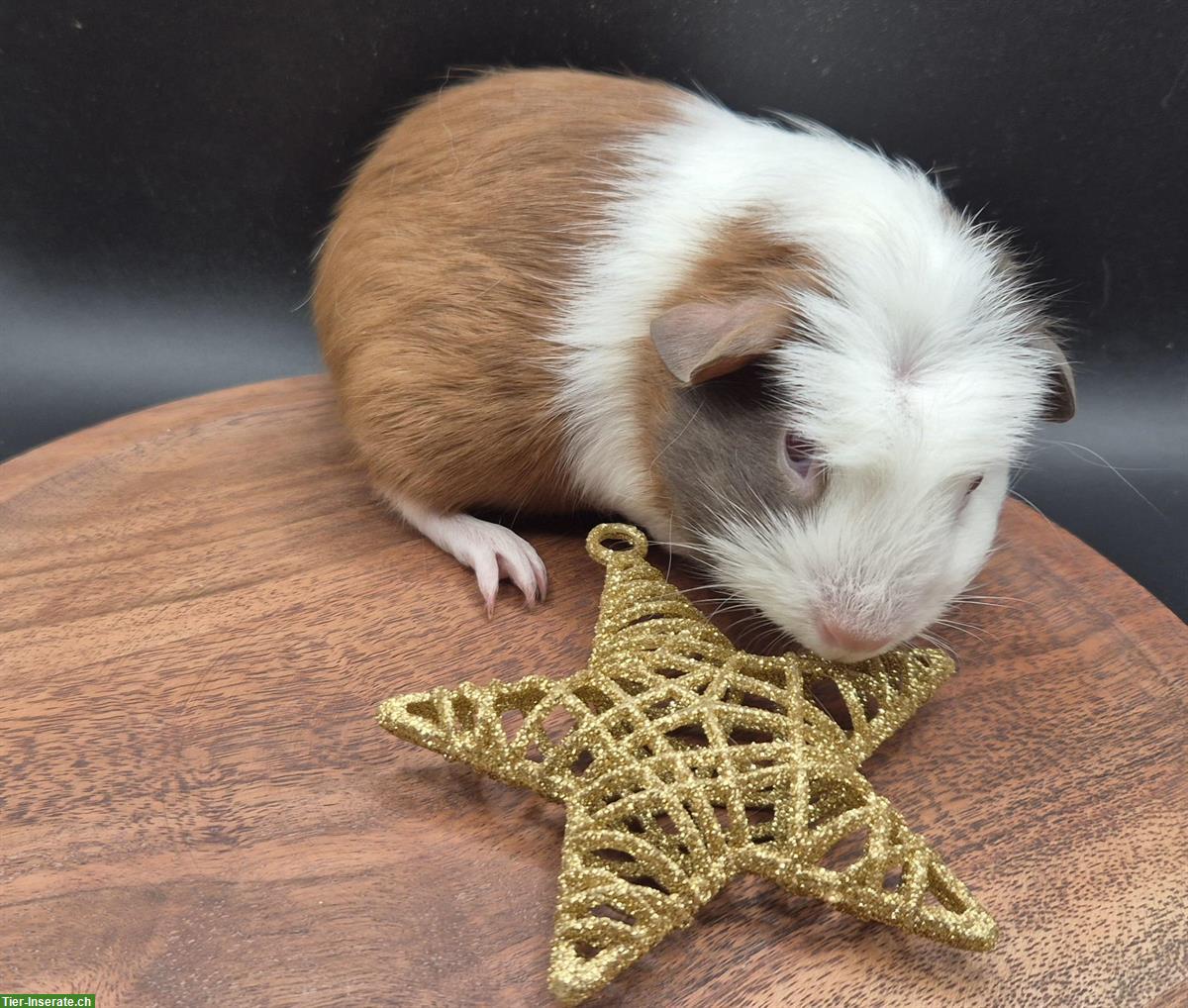 Bild 2: Meerschweinchen Weibchen in slate blue / gold / weiss