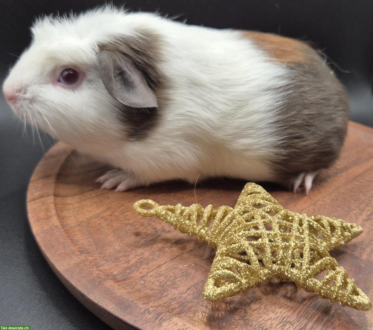 Bild 3: Meerschweinchen Weibchen in slate blue / gold / weiss