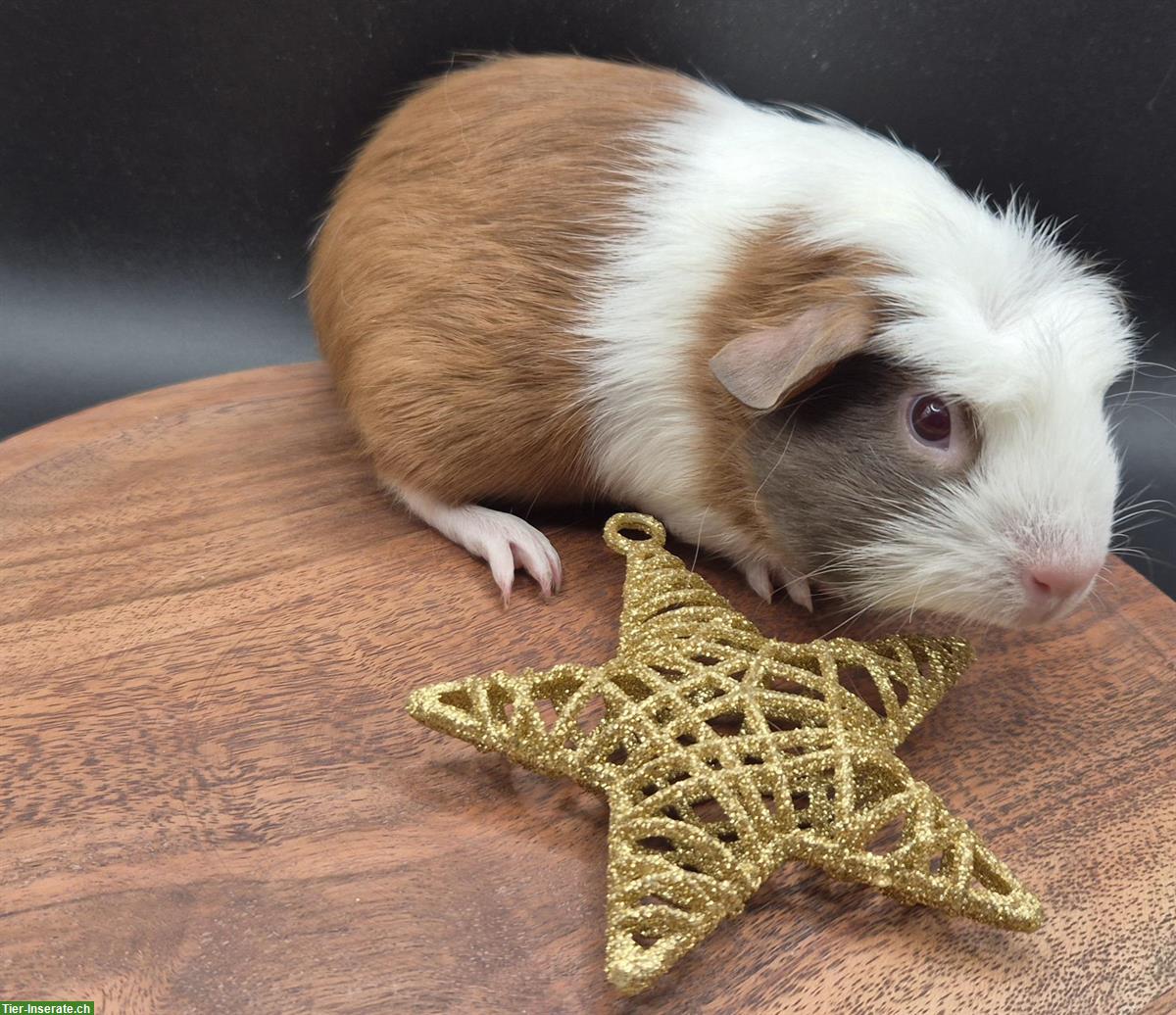 Bild 4: Meerschweinchen Weibchen in slate blue / gold / weiss