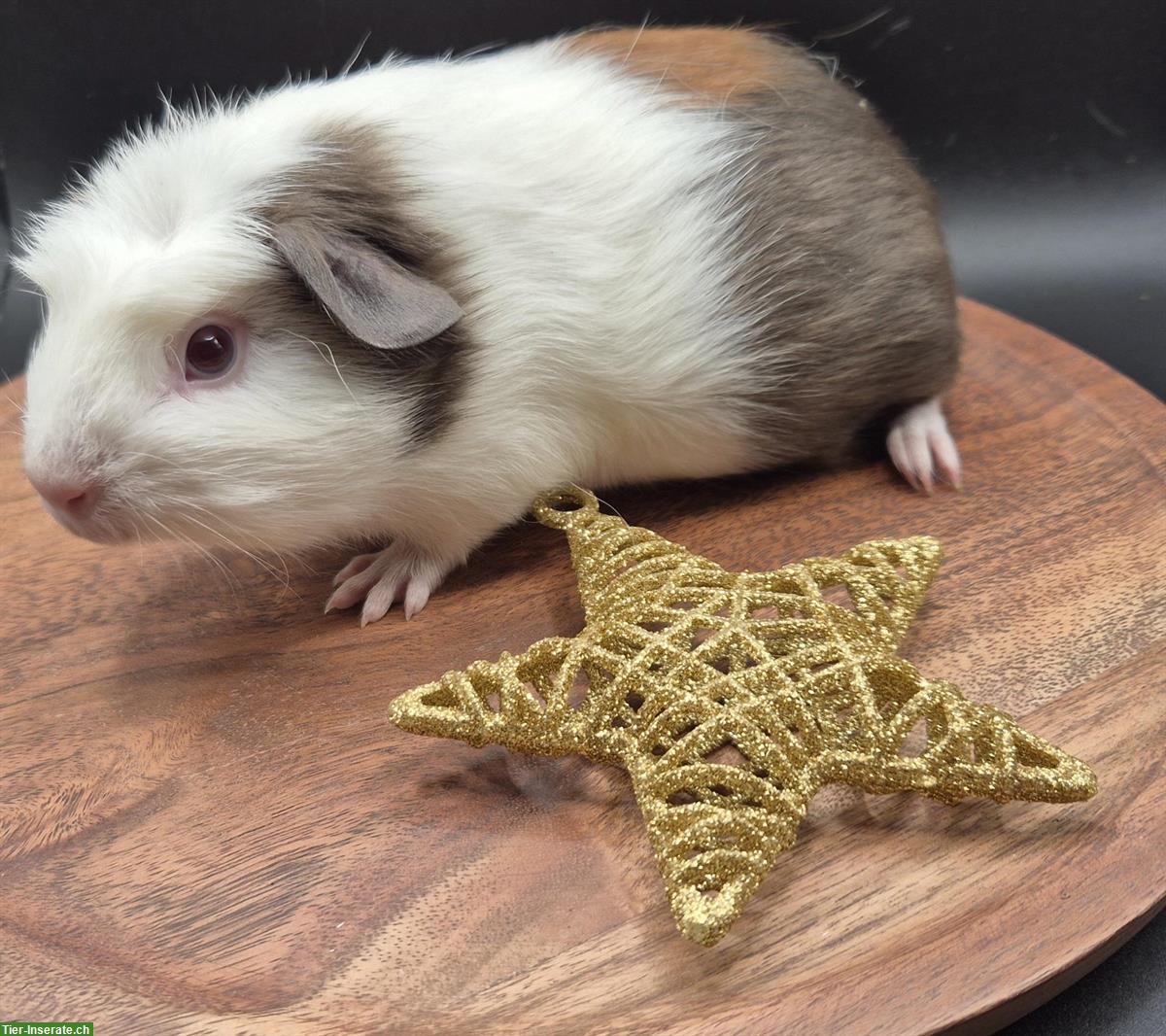 Bild 5: Meerschweinchen Weibchen in slate blue / gold / weiss