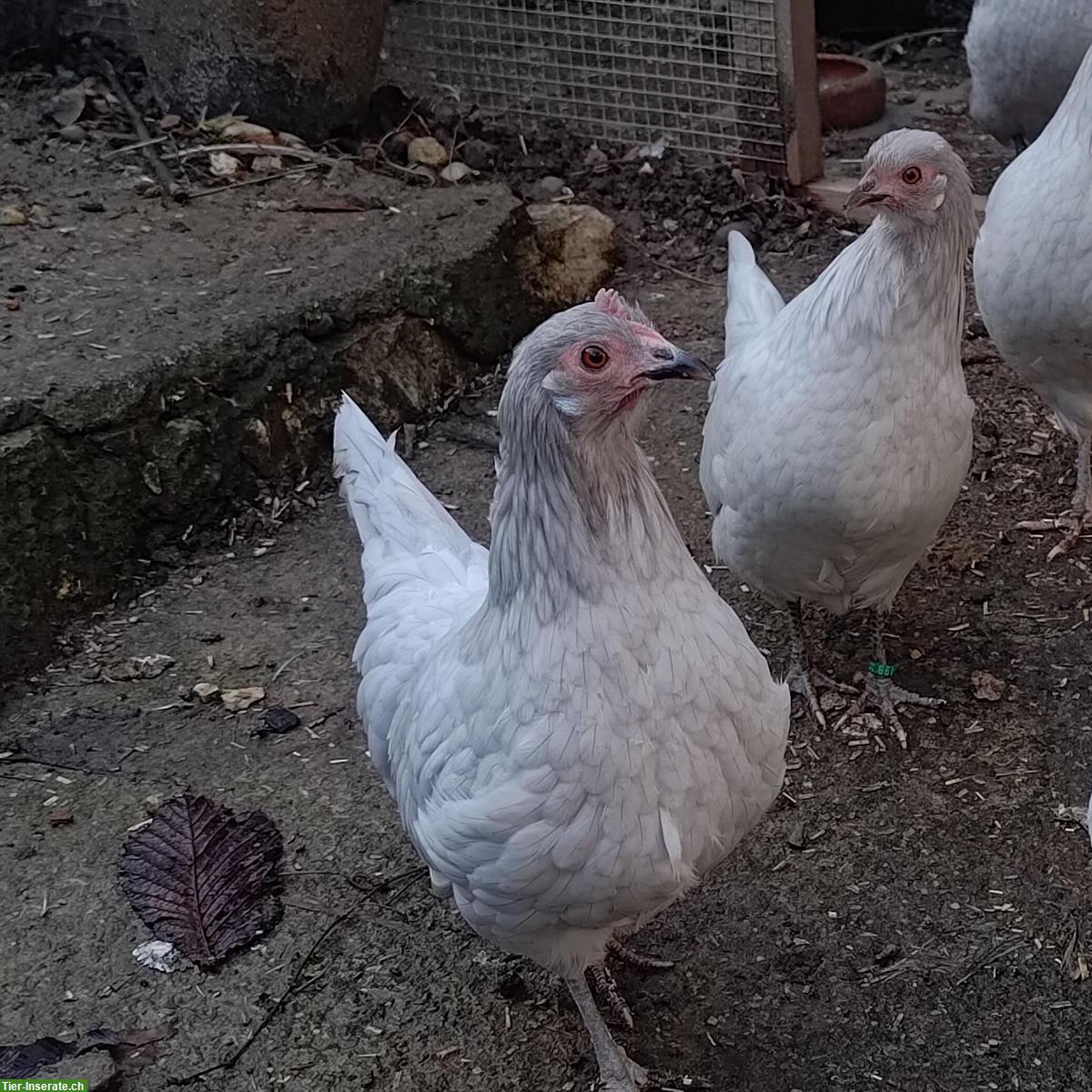 Deutsche Zwerghühner Perlgrau zu verkaufen