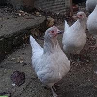 Deutsche Zwerghühner Perlgrau zu verkaufen