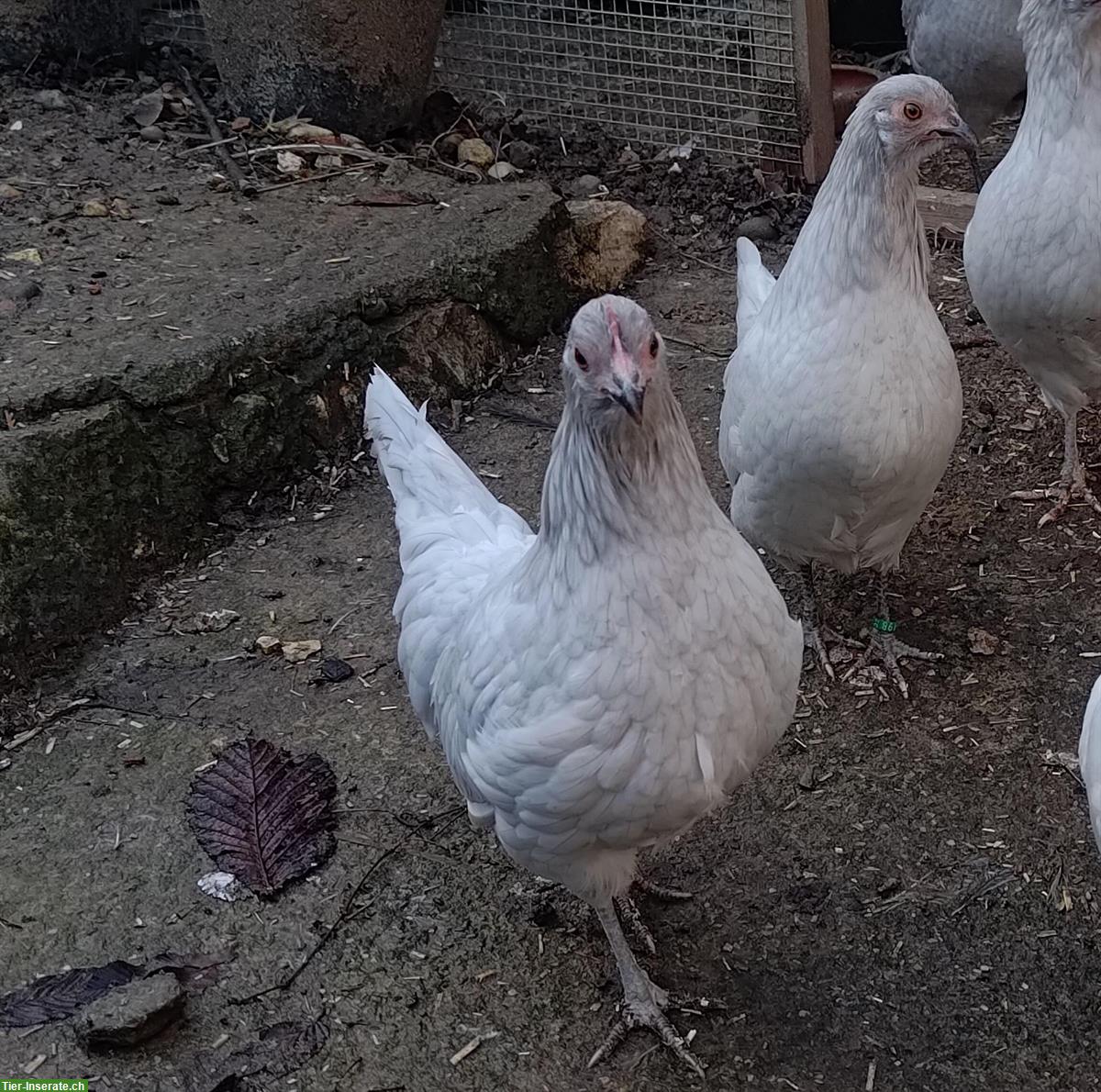 Bild 2: Deutsche Zwerghühner Perlgrau zu verkaufen