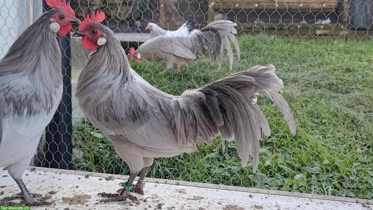 Bild 6: Deutsche Zwerghühner Perlgrau zu verkaufen
