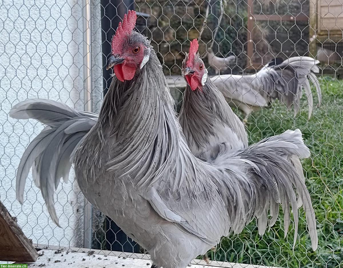 Bild 7: Deutsche Zwerghühner Perlgrau zu verkaufen