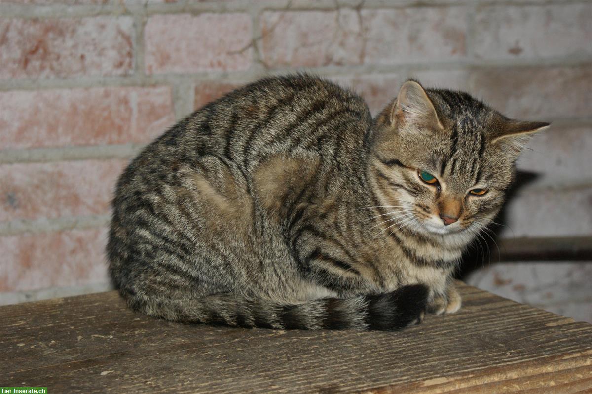 Weibliches Tigerkätzchen vom Bauernhof abzugeben