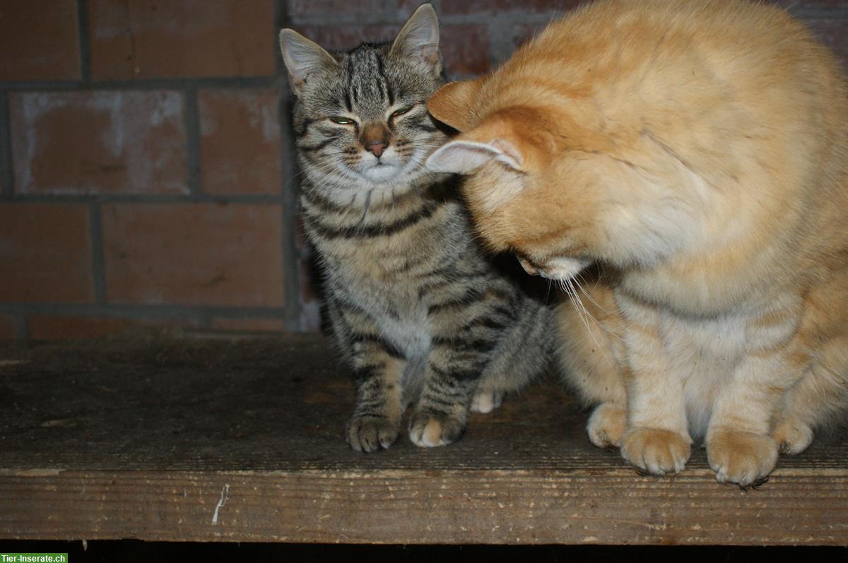 Bild 2: Weibliches Tigerkätzchen vom Bauernhof abzugeben