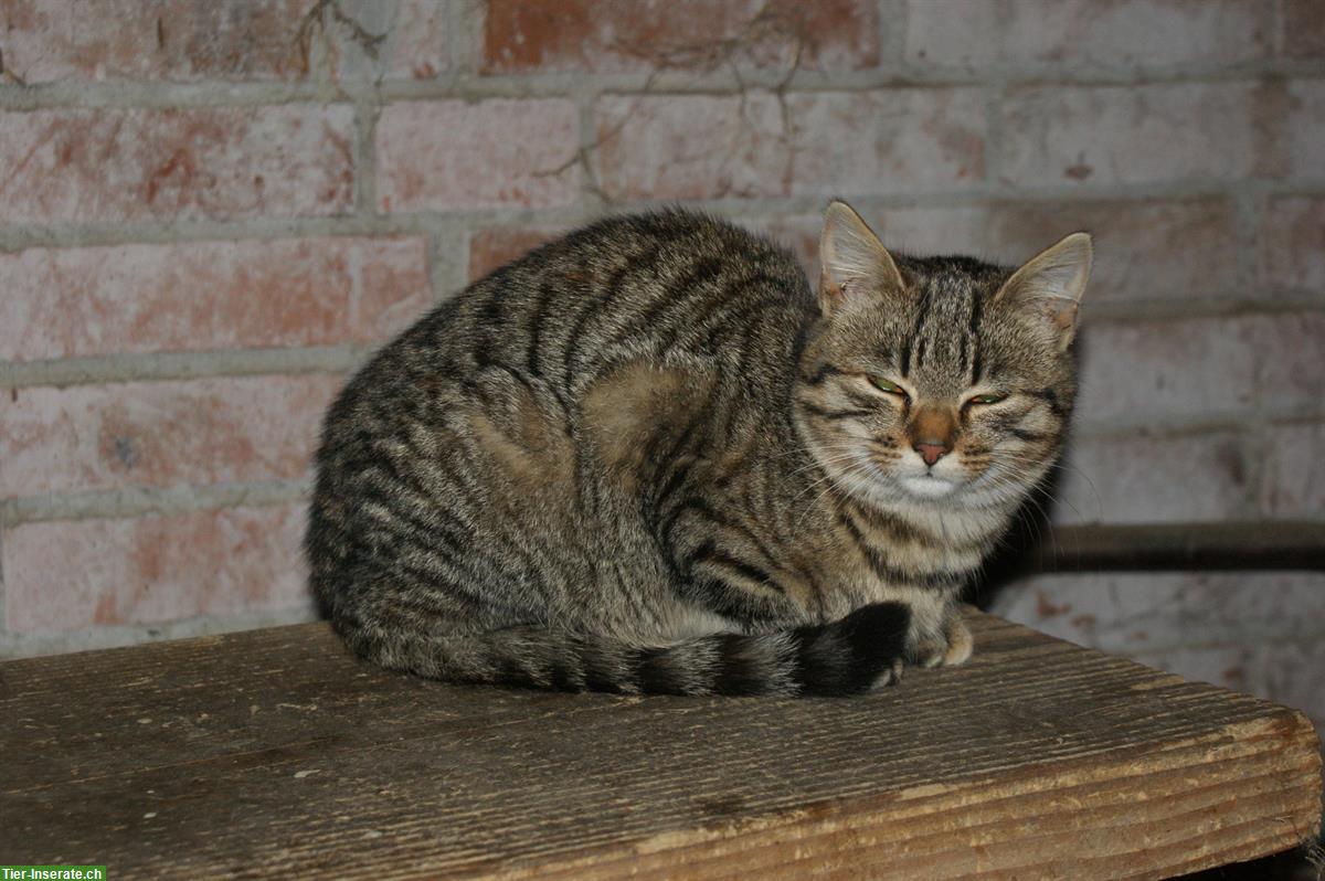 Bild 4: Weibliches Tigerkätzchen vom Bauernhof abzugeben