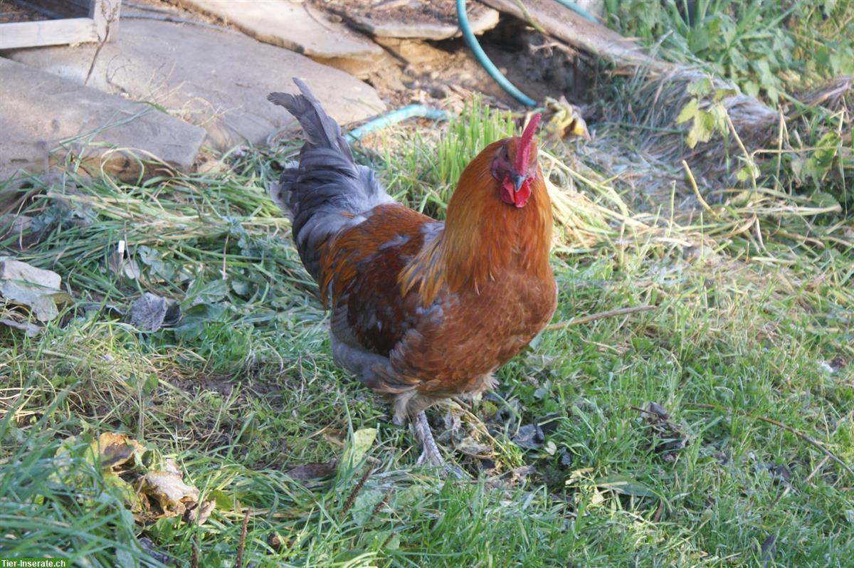 Schöne, kräftige Grünleger Hähne aus Naturbrut
