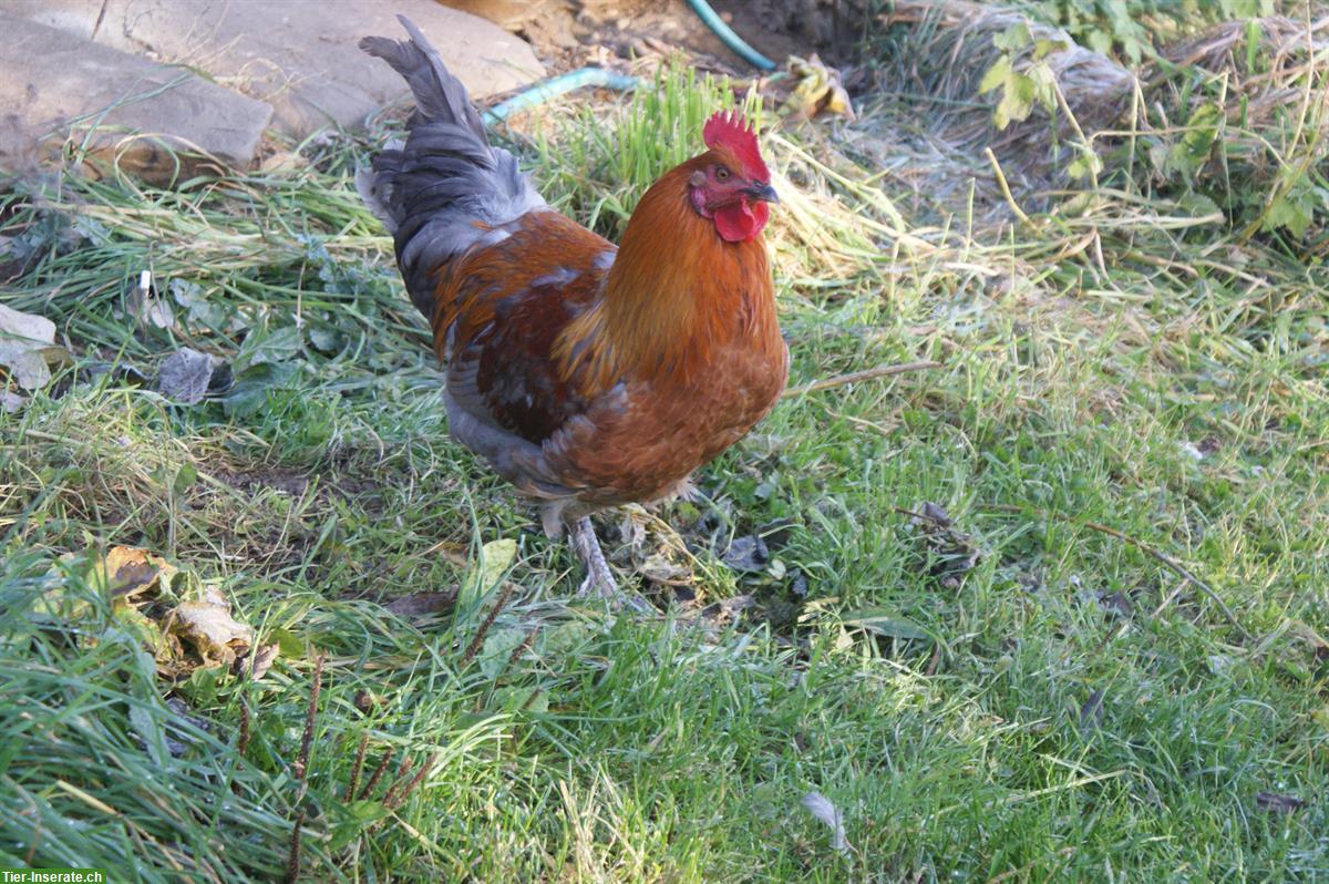 Bild 2: Schöne, kräftige Grünleger Hähne aus Naturbrut