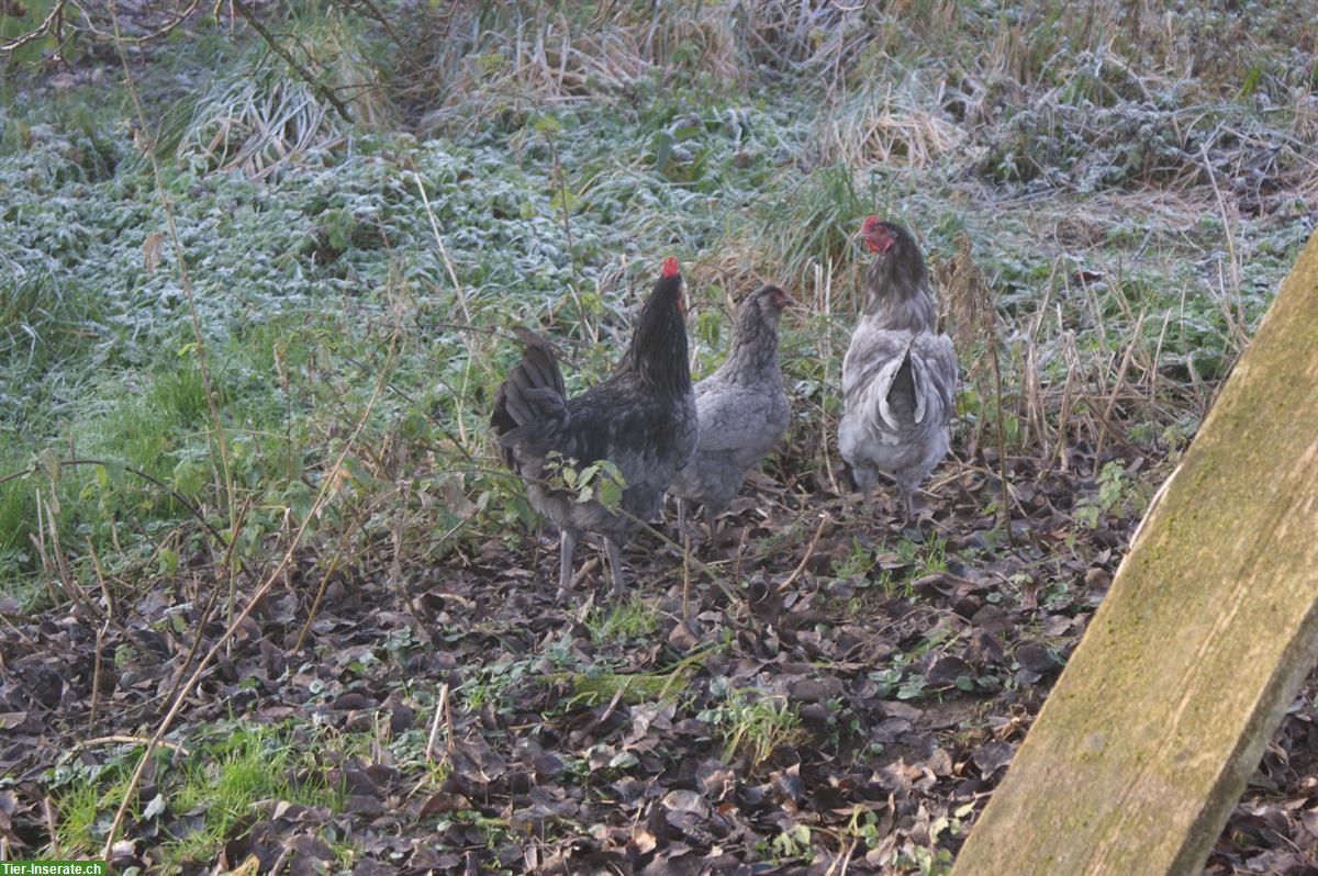 Bild 3: Schöne, kräftige Grünleger Hähne aus Naturbrut