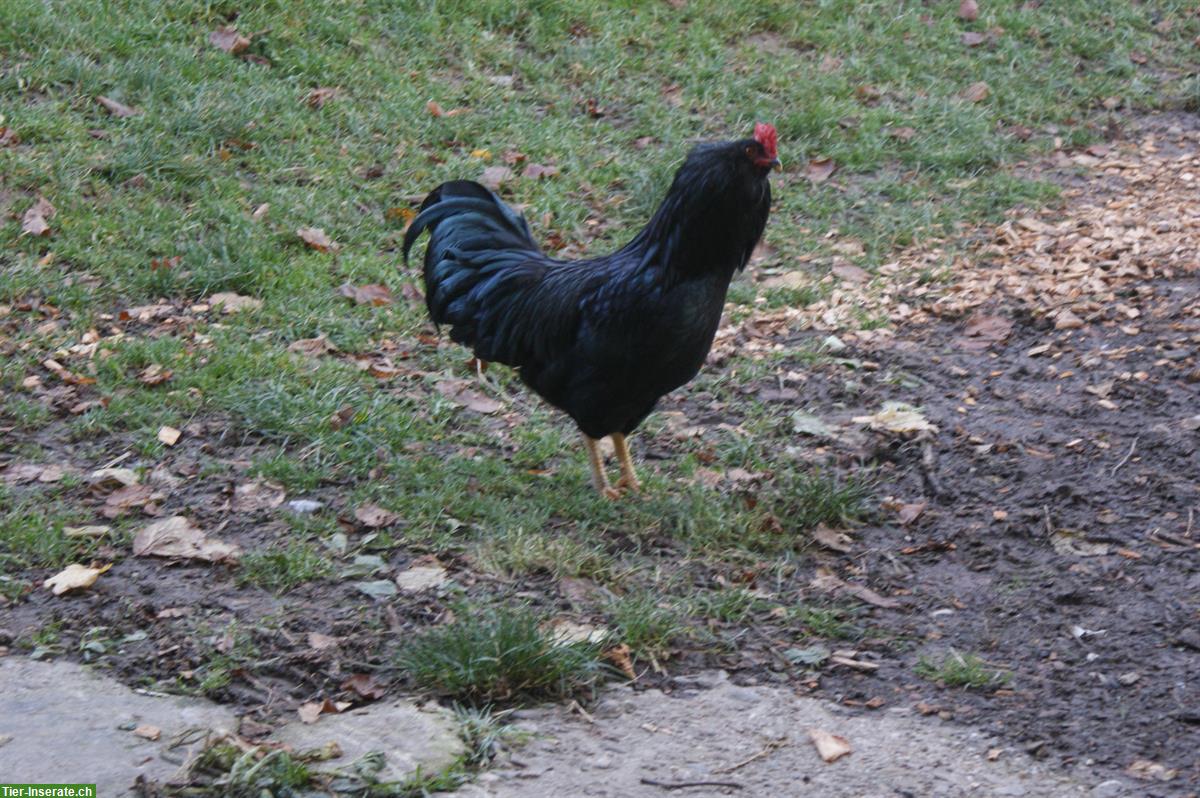 Bild 4: Schöne, kräftige Grünleger Hähne aus Naturbrut