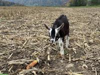 Junges Bündner Strahlenziegen Böckli zu verkaufen