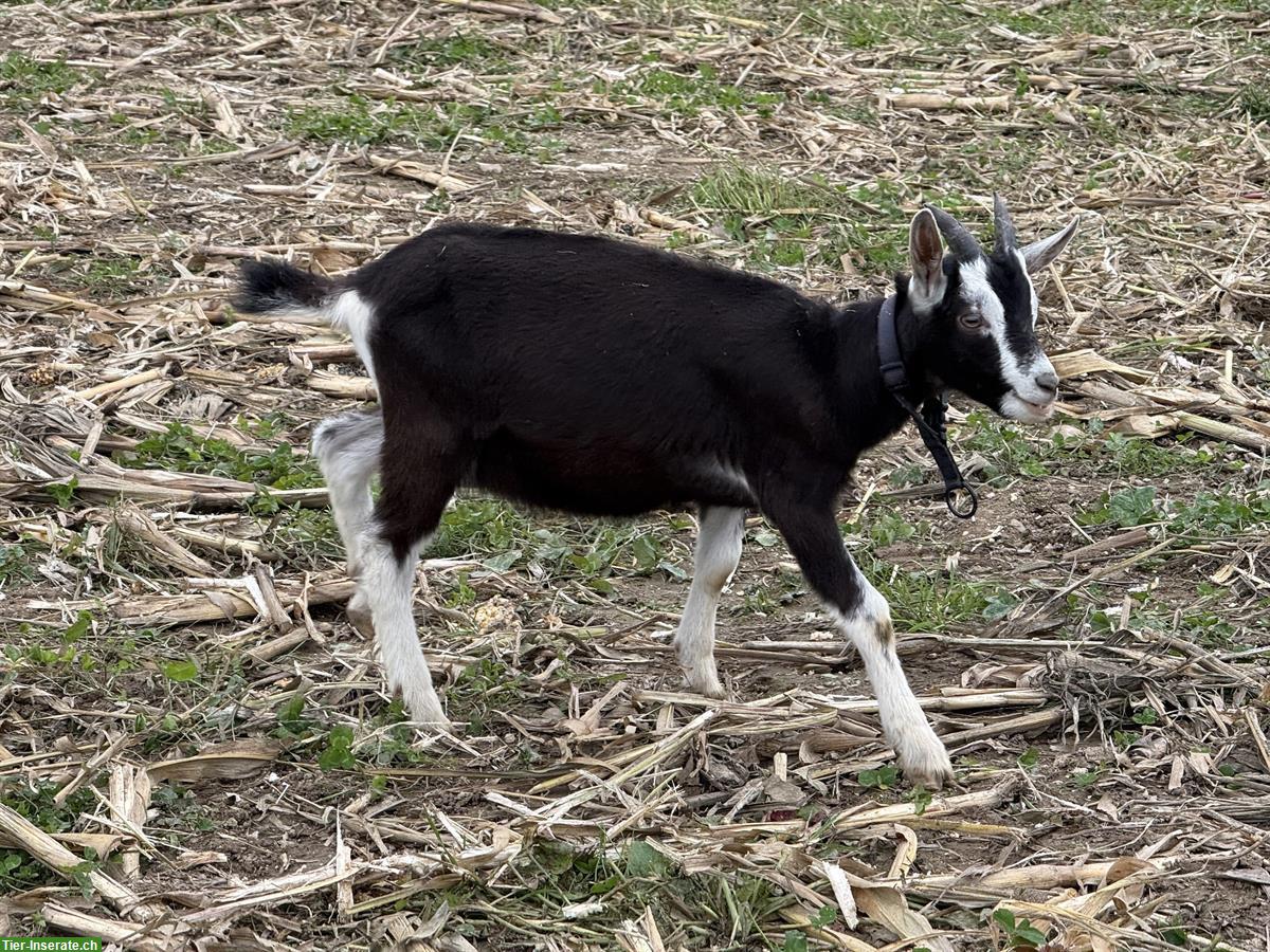 Bild 2: Junges Bündner Strahlenziegen Böckli zu verkaufen