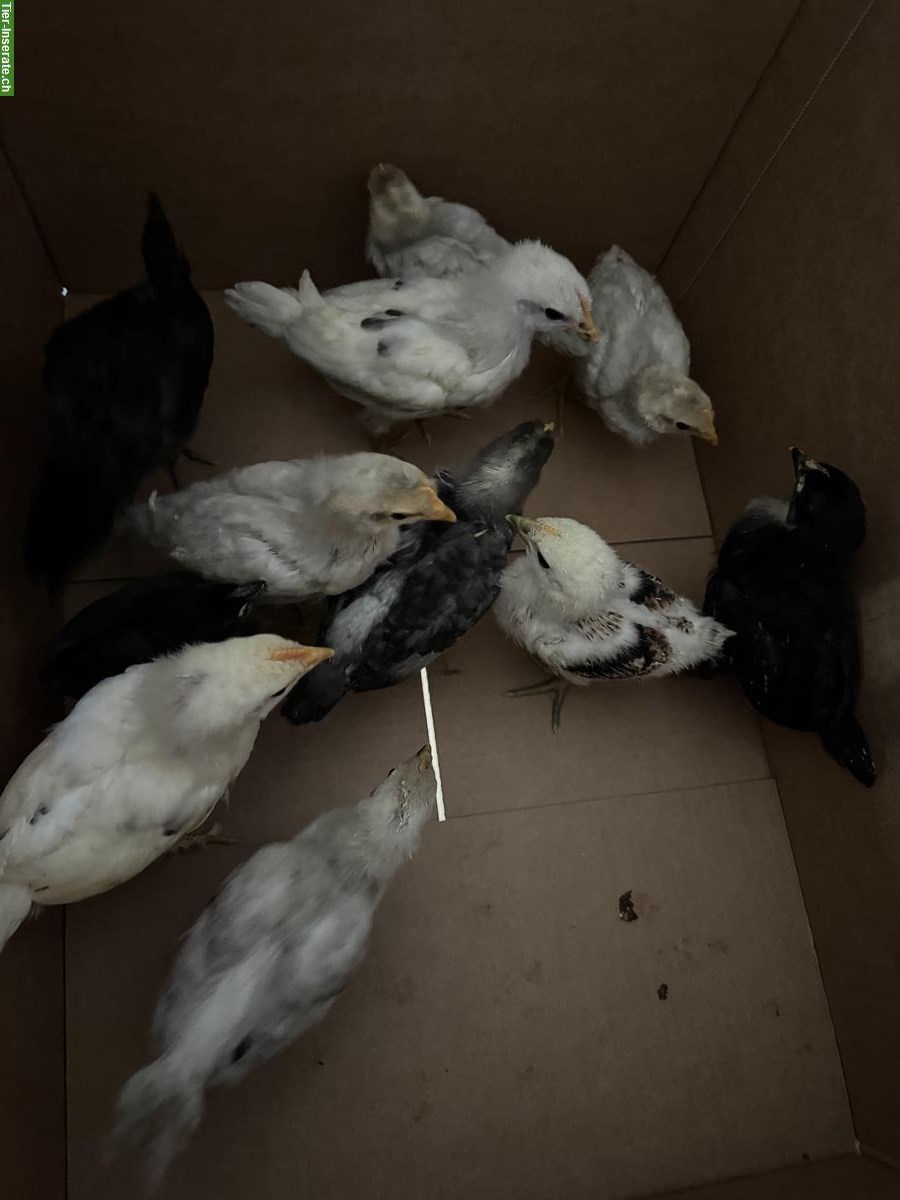 Junge Küken zu verkaufen