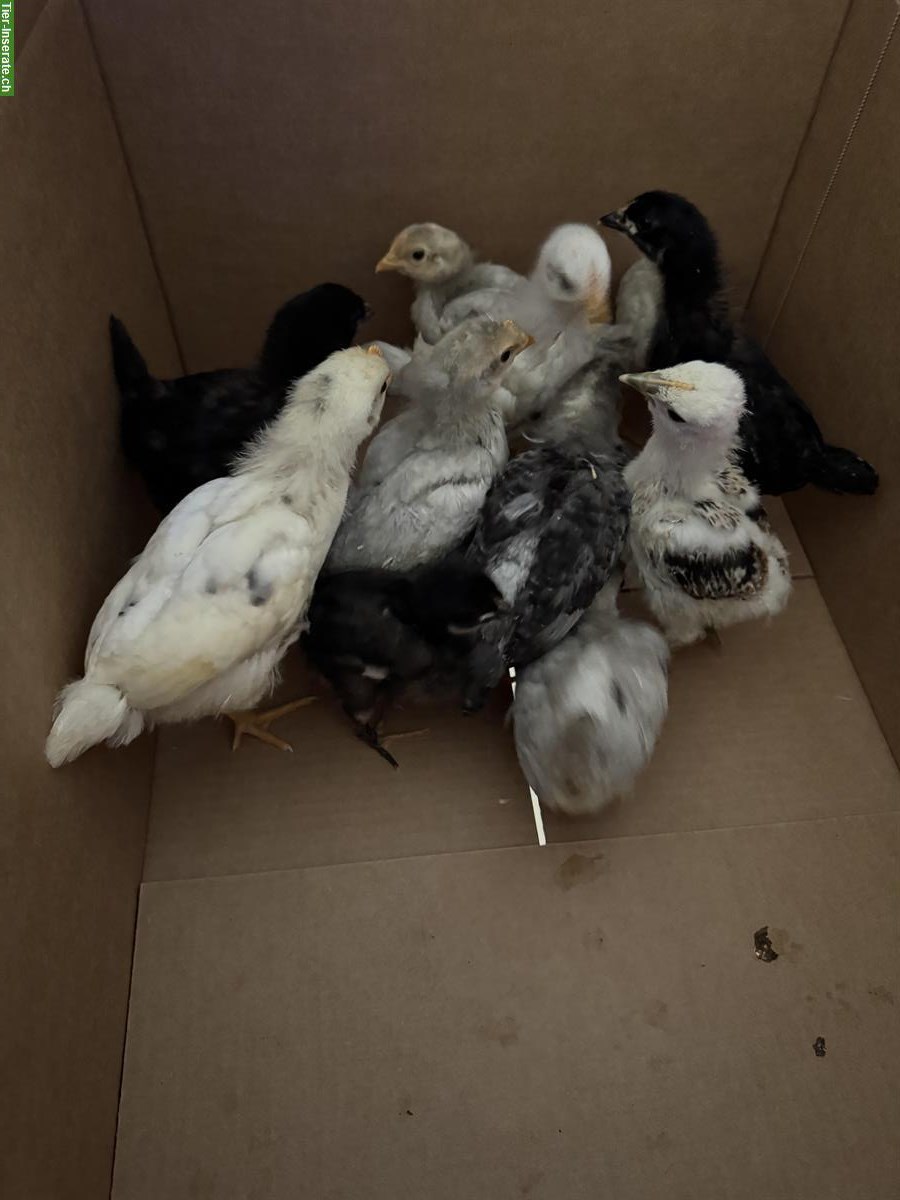 Bild 2: Junge Küken zu verkaufen