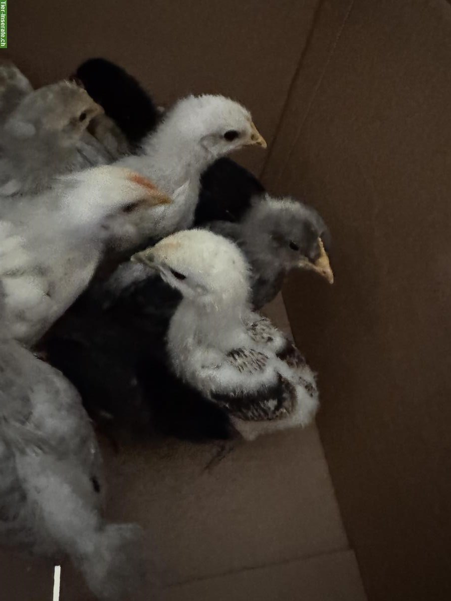 Bild 3: Junge Küken zu verkaufen