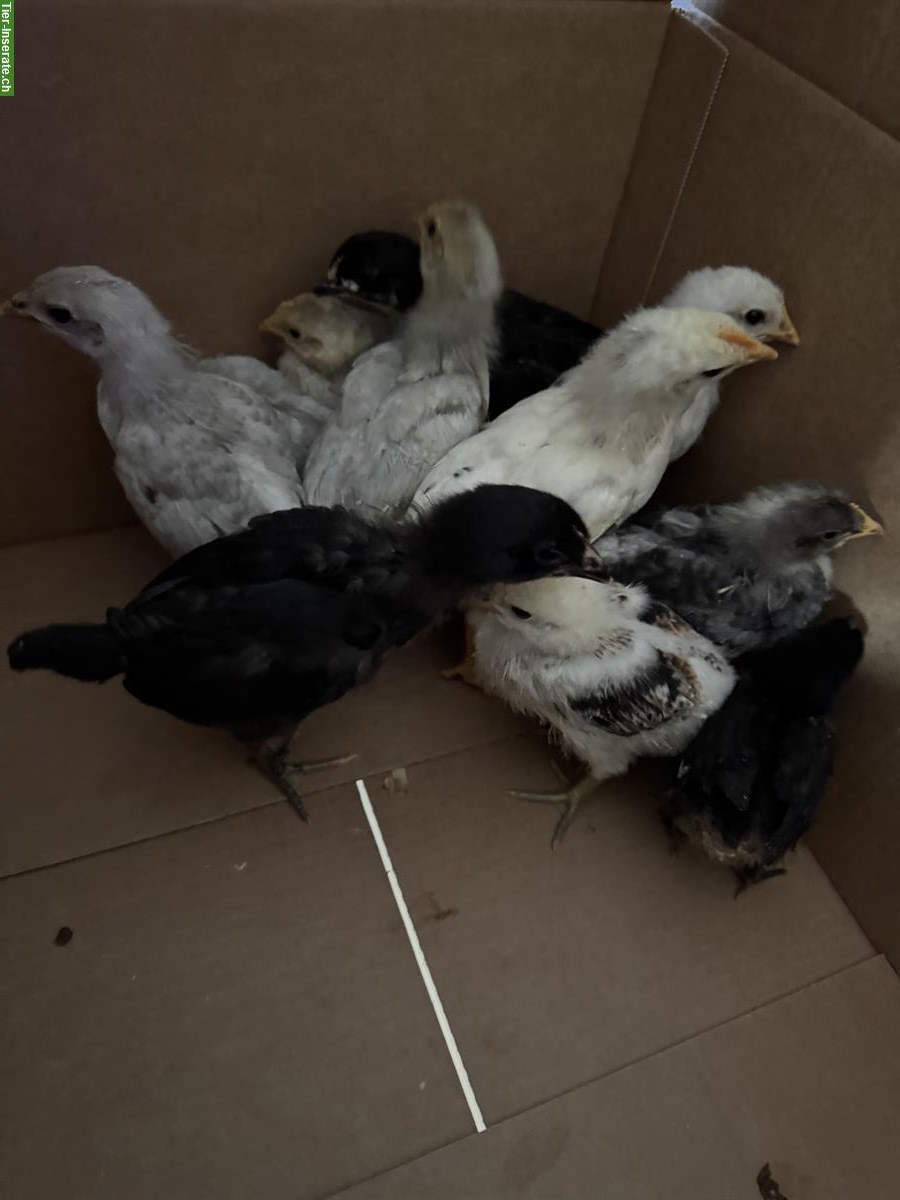 Bild 4: Junge Küken zu verkaufen