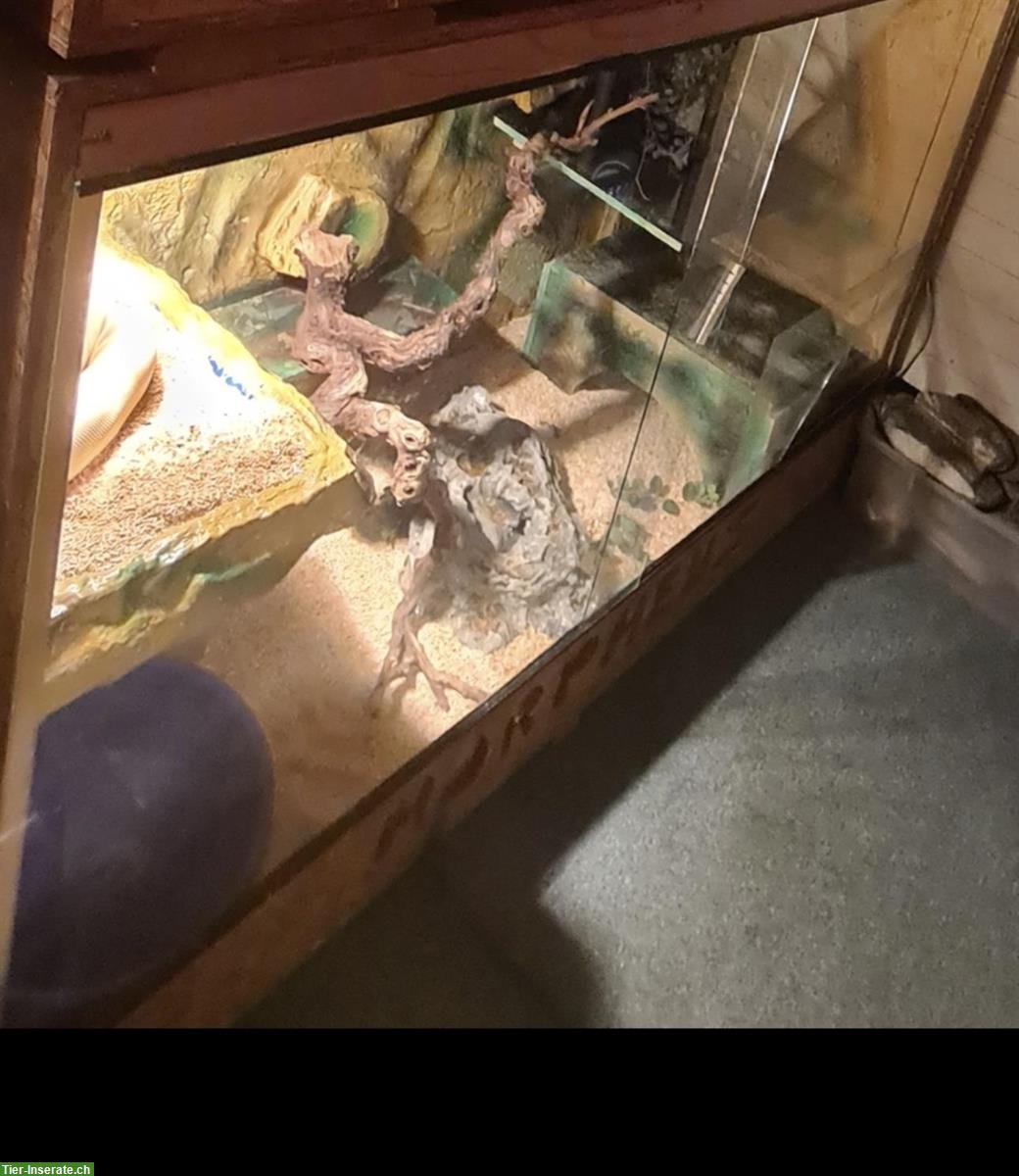 Schönes Terrarium 150x80x100cm zu verkaufen